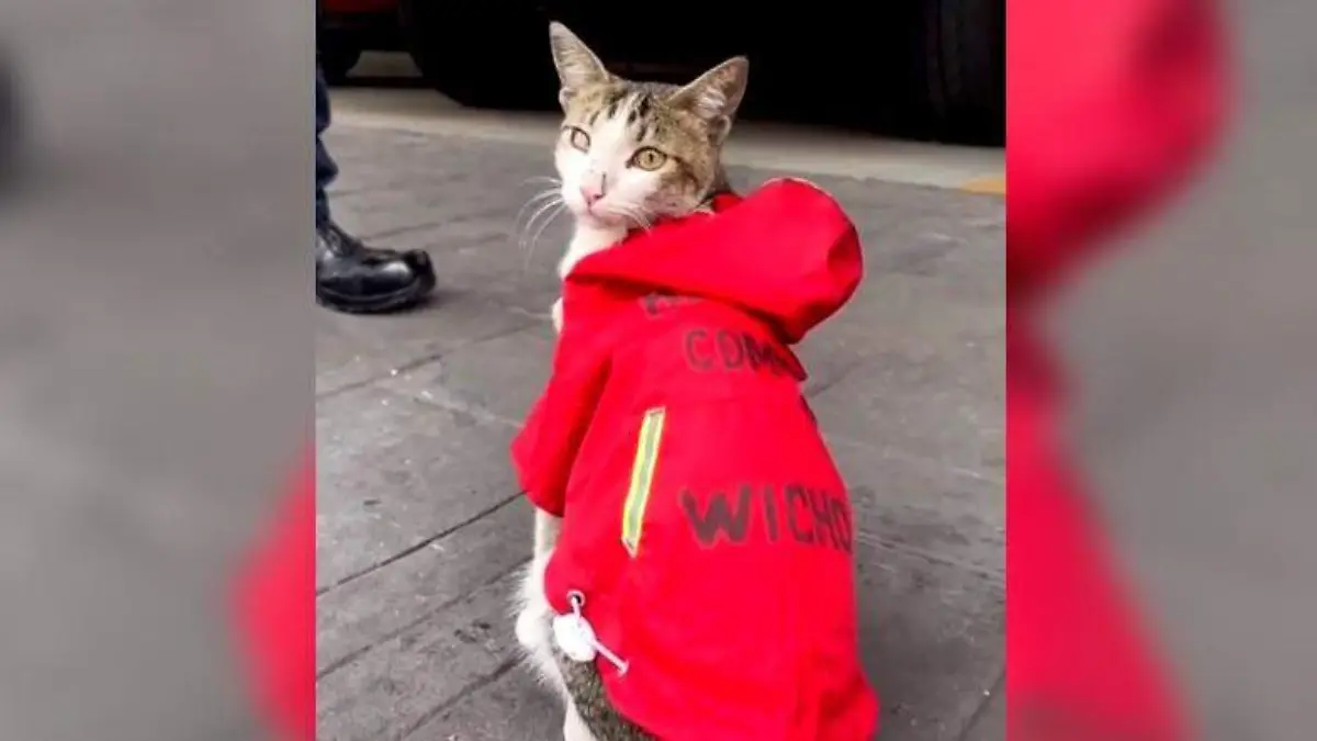 wicho gato BOMBEROS CDMX